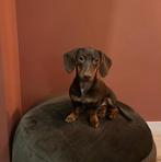 Schattige teckel puppies verwacht – gouden mandjes gezocht, Dieren en Toebehoren, Honden | Teckels en Dashonden, Kaninchen, CDV (hondenziekte)