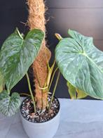 Philodendron majestic plant(3 stuks in pot), Huis en Inrichting, Kamerplanten, Ophalen, Overige soorten, In pot, Minder dan 100 cm