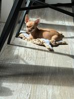 Chihuahua teefje 3 maandjes oud, Dieren en Toebehoren, Honden | Chihuahua's en Gezelschapshonden, Rabiës (hondsdolheid), Overige rassen