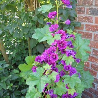 Zaden Groot Kaasjeskruid (Malva) beschikbaar voor biedingen