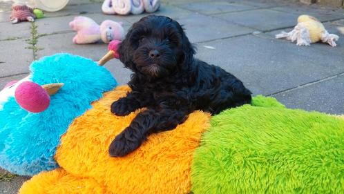 3 Prachtige Havapoo puppy's mogen het nest verlaten, Dieren en Toebehoren, Honden | Chihuahua's en Gezelschapshonden, Meerdere dieren