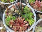 Sempervivum diverse schaal, Tuin en Terras, Volle zon, Vaste plant, Zomer, Ophalen
