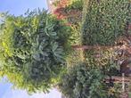 bol acacia, Tuin en Terras, Planten | Bomen, Ophalen, Halfschaduw, Overige soorten, 100 tot 250 cm