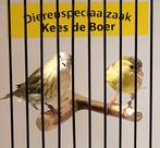 Koppel bruine Europese sijzen, Dieren en Toebehoren, Meerdere dieren, Geringd, Wildzangvogel