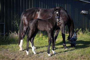 Hengstveulen First Magic x Florencio x Donatelli  beschikbaar voor biedingen