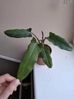 Alocasia Lauterbachiana Variegata, Ophalen of Verzenden, Overige soorten, Minder dan 100 cm