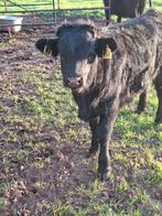 Dexter stierkalf geboren mei 2025, Mannelijk