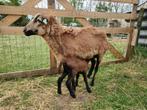 barbados black belly, Dieren en Toebehoren, Schapen, Geiten en Varkens, Vrouwelijk, Schaap, 0 tot 2 jaar