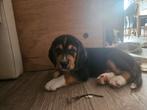Kruising beagle australian shepherd pup, Dieren en Toebehoren, Beagle, Rabiës (hondsdolheid), Reu, 8 tot 15 weken