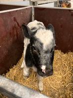 Blauw vaarskalf 2 stuks, Dieren en Toebehoren, Vrouwelijk, 0 tot 2 jaar