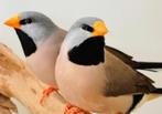 Geel snavel spitsstaart amadines, Meerdere dieren, Tropenvogel