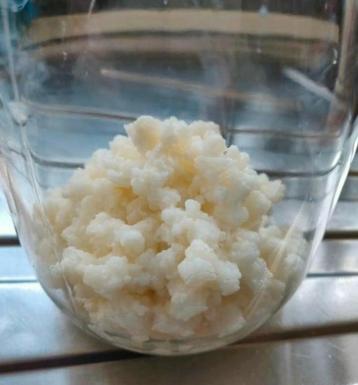 Actieve biologische melkkefir, probiotica, fermenteren  beschikbaar voor biedingen