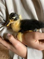 Loopeenden pulletjes, Dieren en Toebehoren, Pluimvee, Meerdere dieren, Eend