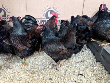 Jonge tamme Barnevelder krielkippen gesekst en ingeënt  beschikbaar voor biedingen