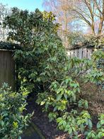 Grote Rododendron, Ophalen, Zomer, Volle zon, Overige soorten