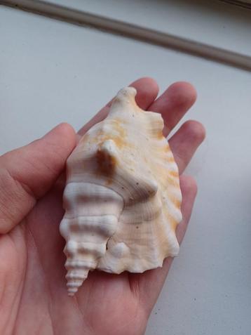 Schelp 4: strombus beschikbaar voor biedingen