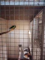 Koppel roodrug, Dieren en Toebehoren, Vogels | Parkieten en Papegaaien, Vrouwelijk, Parkiet