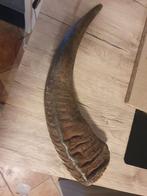 Te koop mooie hoorn., Ophalen of Verzenden, Zo goed als nieuw