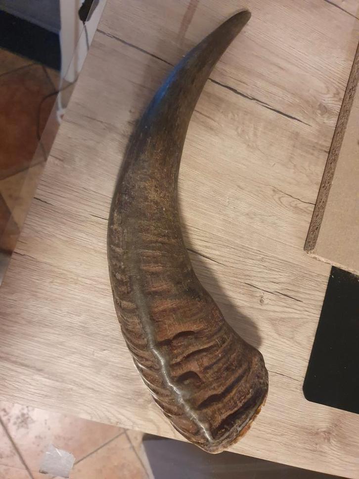 Te koop mooie hoorn., Huis en Inrichting, Woonaccessoires | Wanddecoraties, Zo goed als nieuw, Ophalen of Verzenden