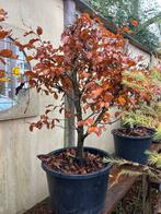 Beuken in pot: Rode & Normale Beuk, opgepot, Tuin en Terras, Planten | Bomen, Bloeit niet, Halfschaduw, Overige soorten, Minder dan 100 cm
