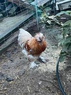 2 zijdehoenders hanen, Mannelijk, Kip