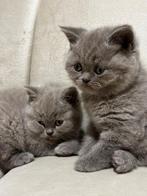 Britse Korthaar Kittens, Dieren en Toebehoren, Katten en Kittens | Raskatten | Korthaar, Poes, Ontwormd, 0 tot 2 jaar
