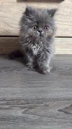 Perzische kitten ( katertje), Dieren en Toebehoren