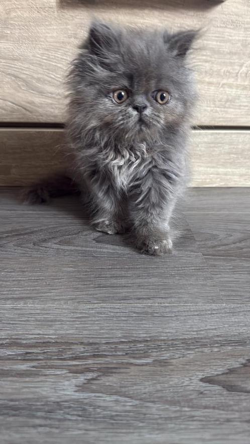 Perzische kitten ( katertje), Dieren en Toebehoren, Katten en Kittens | Raskatten | Langhaar