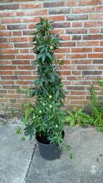 Te Koop Passiflora, Ophalen of Verzenden
