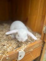 3 leuke minilop konijntjes te koop met blauwe ogen, Dieren en Toebehoren, Konijnen, Geslacht onbekend, Dwerg