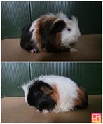 Cavia zeug, Dieren en Toebehoren, Knaagdieren, Cavia, Juni, Vrouwelijk, Tam