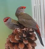 Te Koop ; Bewezen koppel Dornastrilde 2024, Meerdere dieren, Tropenvogel, Geringd