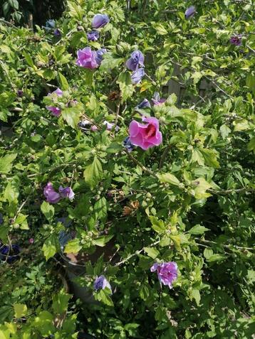 Hibiscus struikjes mooie paarse bloemen als die bloeid.  beschikbaar voor biedingen