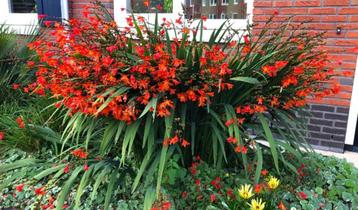 Crocosmia Montbretia zaden rood beschikbaar voor biedingen