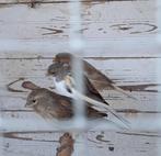 Kanaries harlekijn jongen, Dieren en Toebehoren, Vogels | Kanaries, Geslacht onbekend, Kleurkanarie