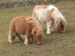 Gezocht!! Een stukje weide of paddock voor 2 pony's, Dieren en Toebehoren, Stalling en Weidegang