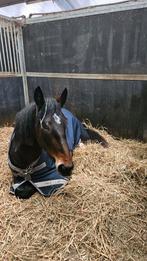 Bijrijder gezocht/ lease paard, Dieren en Toebehoren, Paarden en Pony's | Verzorgingsproducten, Ophalen of Verzenden