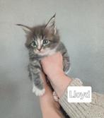 Maine Coon kittens met stamboom, Dieren en Toebehoren, Katten en Kittens | Raskatten | Langhaar, Meerdere dieren, Met stamboom