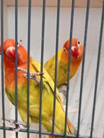Prachtig koppel agapornis fisheri opaline pastelino, Dieren en Toebehoren, Vogels | Parkieten en Papegaaien, Meerdere dieren, Dwergpapegaai of Agapornis