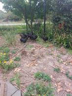 TE KOOP 3 AUSTRALORP HENNEN, Dieren en Toebehoren, Pluimvee, Vrouwelijk, Kip
