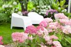 Pink Annabelle natuurlijke bloemkleur, mooie planten, Tuin en Terras, Planten | Struiken en Hagen, Ophalen, Hortensia, Haag, Minder dan 100 cm