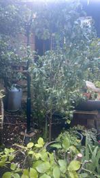 Perenboom. Conference, Ophalen, Volle zon, Overige soorten, 100 tot 250 cm