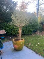 Olijfboom in pot - Prachtige aanwinst!, Bloeit niet, 100 tot 250 cm, Olijfboom, Ophalen