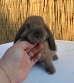 NHD x Minilop rammetje🩵, Dieren en Toebehoren, Konijnen, Mannelijk, Dwerg