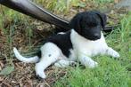Te koop prachtige Friese stabij puppy's, Overige rassen, 8 tot 15 weken, CDV (hondenziekte), Meerdere