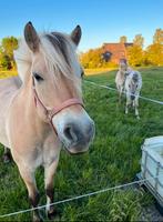 Opfok afgespeende veulens of enters, Opfok, 4 paarden of pony's of meer