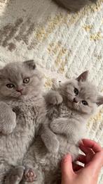 Britse korthaar en scottish fold kittens, Dieren en Toebehoren, Poes, Ontwormd