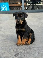 Lieve herdermix puppy’s zoeken een warm, liefdevol thuis, Dieren en Toebehoren, Honden | Herdershonden en Veedrijvers, 8 tot 15 weken