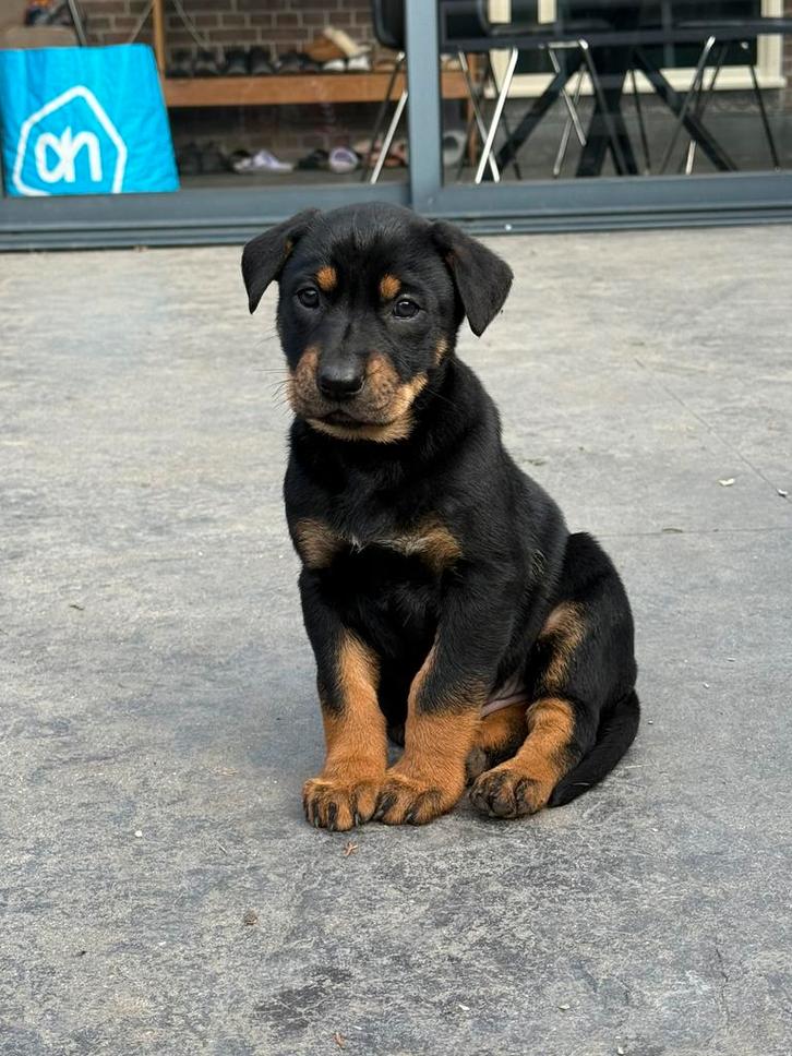 Lieve herdermix puppy’s zoeken een warm, liefdevol thuis, Dieren en Toebehoren, Honden | Herdershonden en Veedrijvers, Meerdere dieren