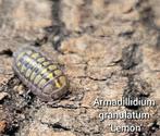 Armadillidium granulatum 'Lemon', Dieren en Toebehoren, Insecten en Spinnen, Overige soorten
